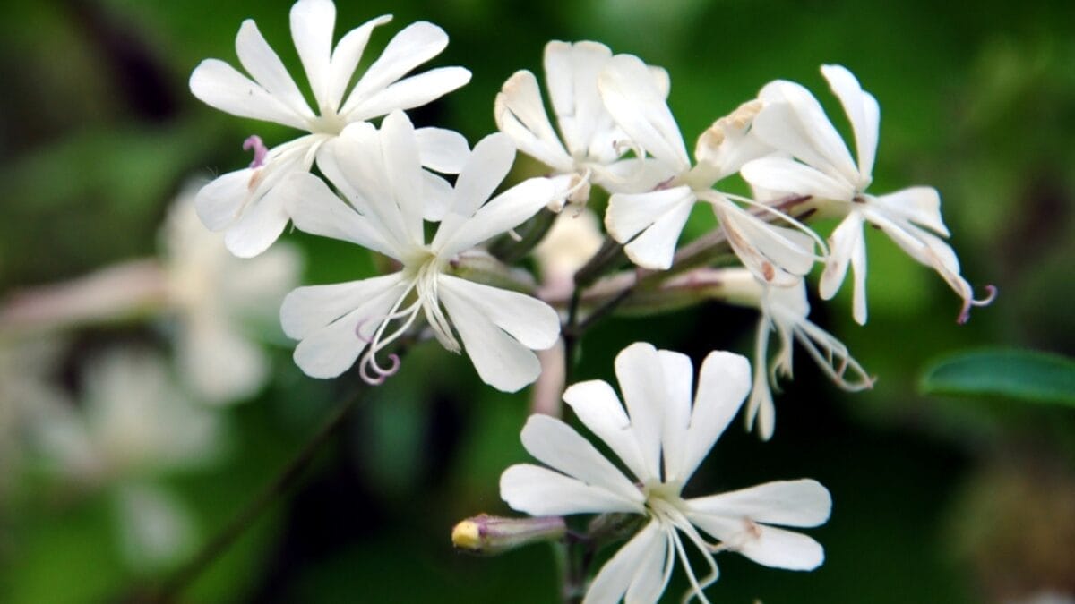 12 Awe-Inspiring Flowers That Bloom Under the Stars at Night 9 12 Awe-Inspiring Flowers That Bloom Under the Stars at Night - nottingham catchfly ss1405367030