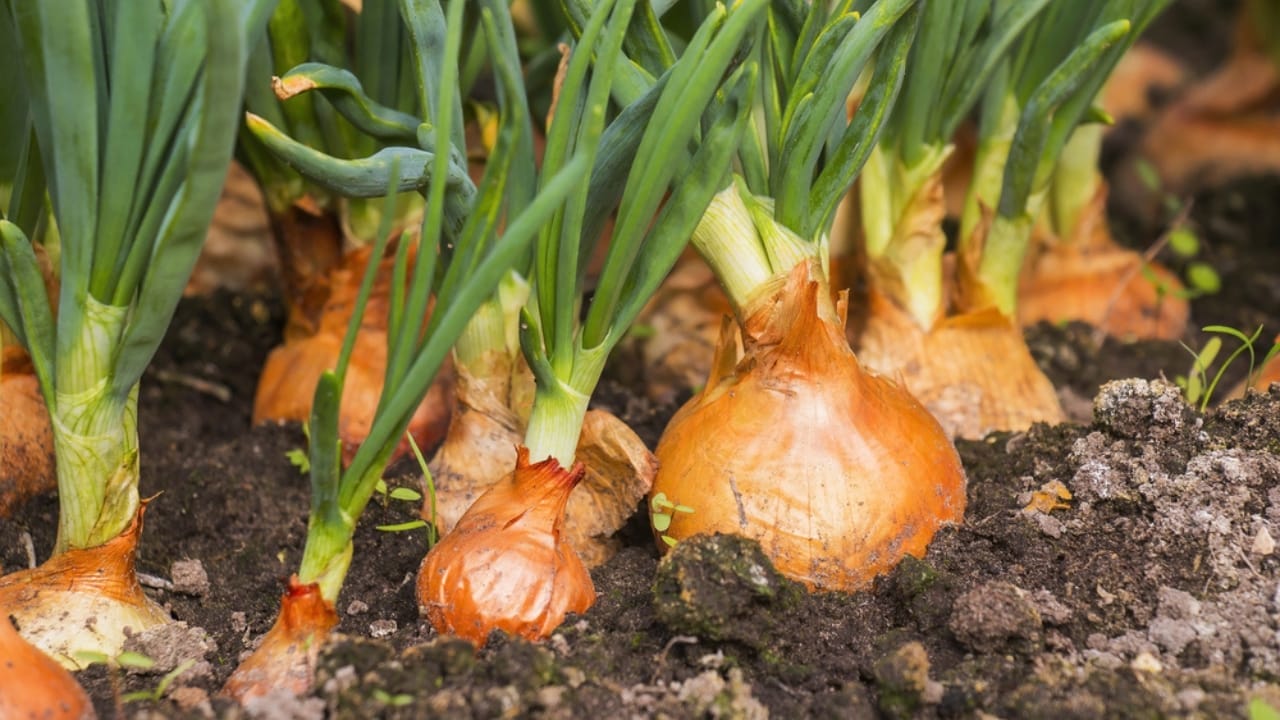 With Up to 128 Spider Species in Your Home, Use These 12 Natural Ingredients to Keep Them Out - onion plant ss585540815