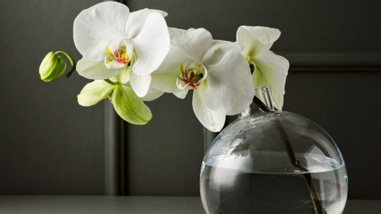 How Plant Pro's Grow Orchids Forever in Water Alone 7 How Plant Pro's Grow Orchids Forever in Water Alone - orchid water growing ss2448430583