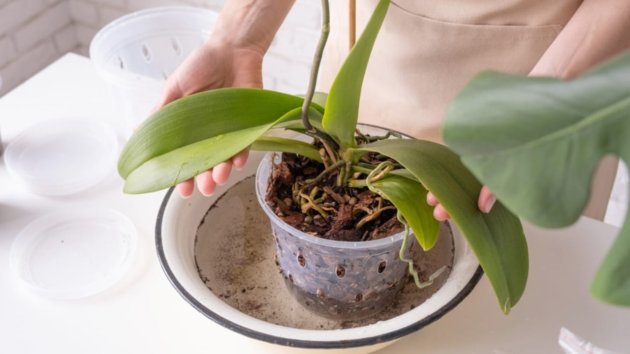 How Plant Pro's Grow Orchids Forever in Water Alone 4 How Plant Pro's Grow Orchids Forever in Water Alone - orchid in pot water ss2277238985