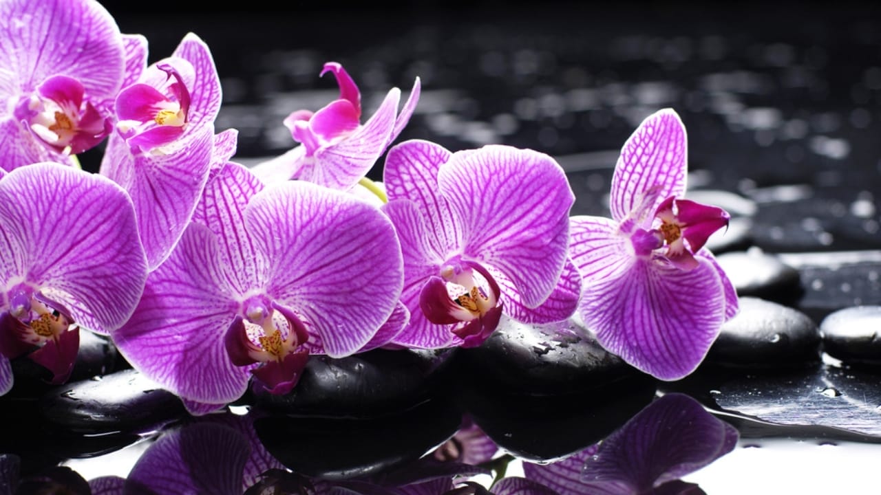 The Easy Way to Propagate Orchids & Grow Your Collection 3 The Easy Way to Propagate Orchids & Grow Your Collection - orchid in water ss138184262