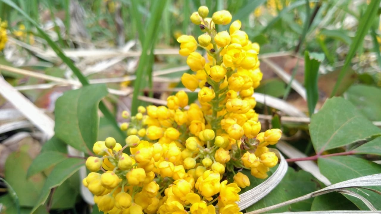 10 Native American Herbs & Spices to Enhance Your Garden & Kitchen 11 10 Native American Herbs & Spices to Enhance Your Garden & Kitchen - oregon grape root ss1398738470