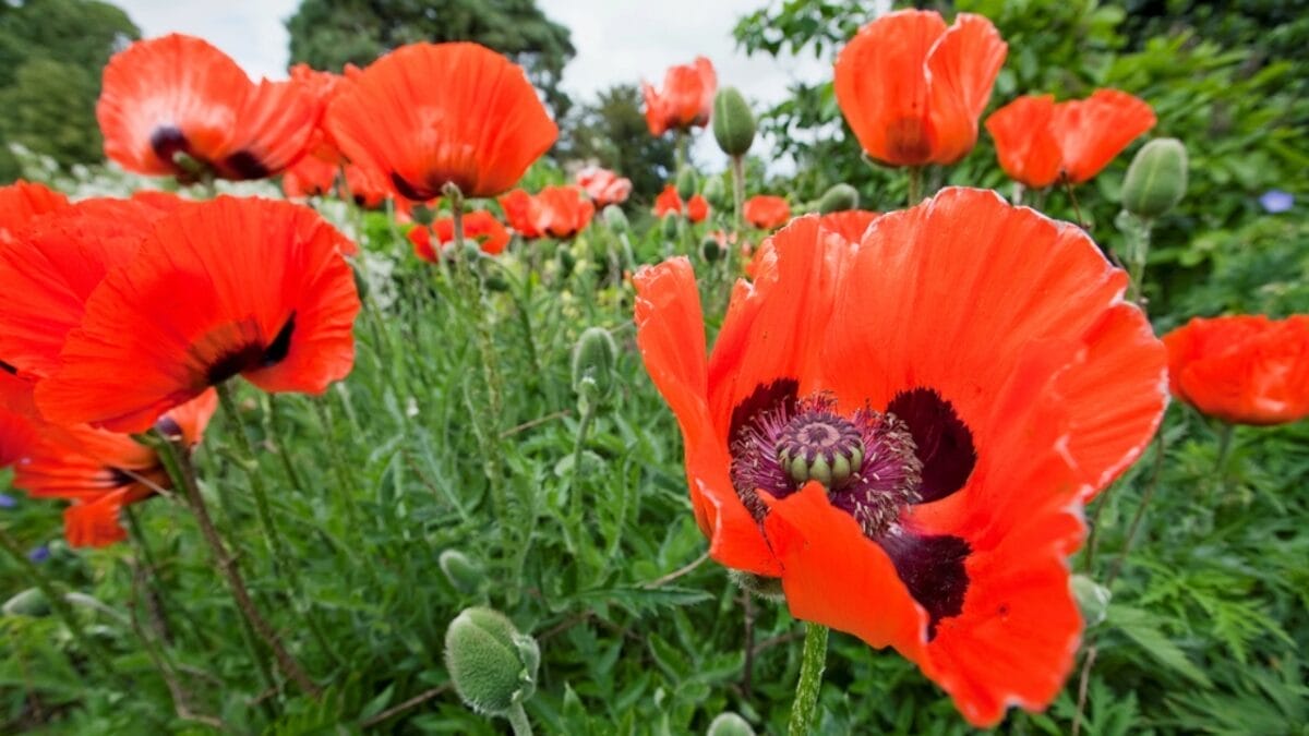 Delicate Blooms Became Powerful Symbols of Defiance 4 Delicate Blooms Became Powerful Symbols of Defiance - oriental poppy dp9074277