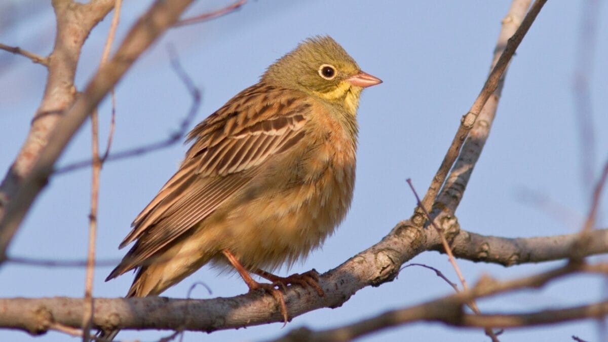 8 Birds We Used to Eat, But are Now Protected 9 8 Birds We Used to Eat, But are Now Protected - ortolan bunting dp18559257