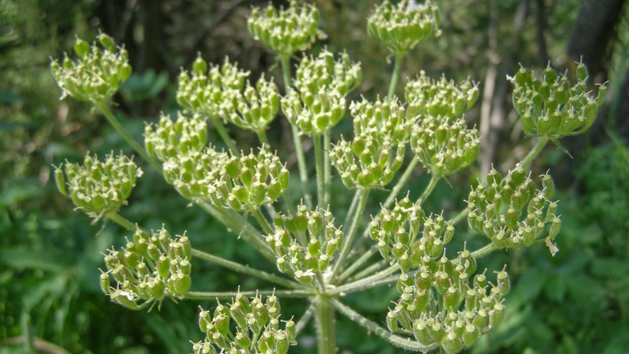 10 Native American Herbs & Spices to Enhance Your Garden & Kitchen 8 10 Native American Herbs & Spices to Enhance Your Garden & Kitchen - osha root ss346582361
