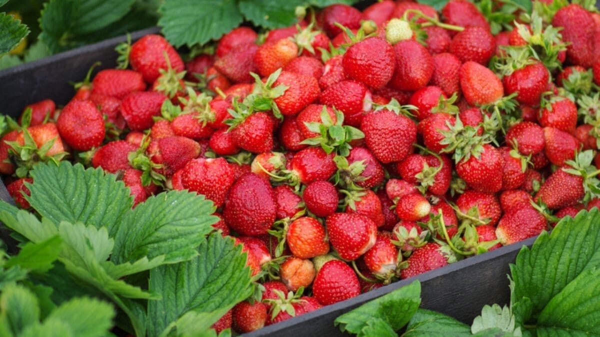 How to Harvest Fresh, Mouthwatering Strawberries in 10 Easy Steps - overpicking strawberry dp390411382