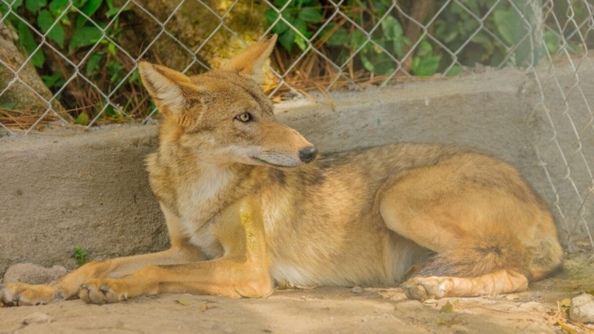 Hunting Coyotes Could Be Backfiring Across the U.S. - panamanian coyote ss104322401