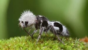 The Wasp with a Sting So Potent it Can Take Down a Cow 1 The Wasp with a Sting So Potent it Can Take Down a Cow - panda ant wc