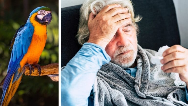 Deadly "Parrot Fever" Outbreak Strikes Europe - parrot ss2135211303 and fever ss1655219113