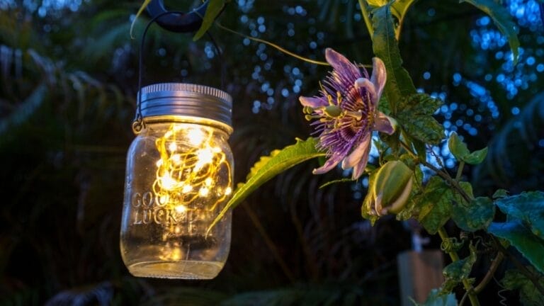 Bring the Tropics to Cold Climates with These 11 Exotic-Looking Plants 8 Bring the Tropics to Cold Climates with These 11 Exotic-Looking Plants - passiflora with jar light ss2171236349