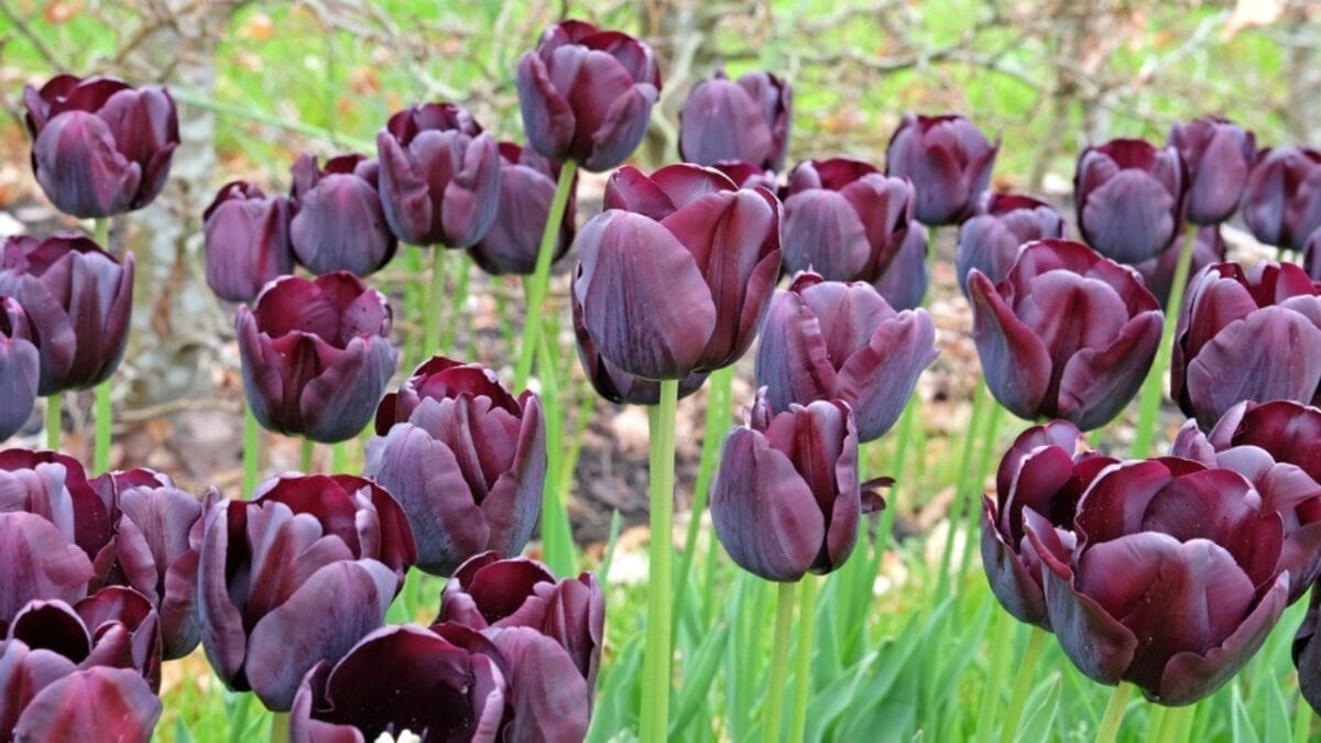 27 Alluring Dark Plants That’ll Make Your Garden Stand Out 12 27 Alluring Dark Plants That’ll Make Your Garden Stand Out - paul schere tulip ss2303457717
