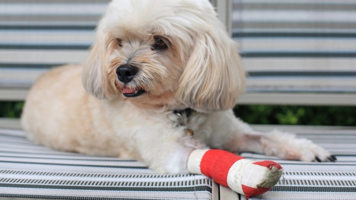 8 Reasons Why Dogs Lick Their Paws Constantly 2 8 Reasons Why Dogs Lick Their Paws Constantly - paw injury dp39083525
