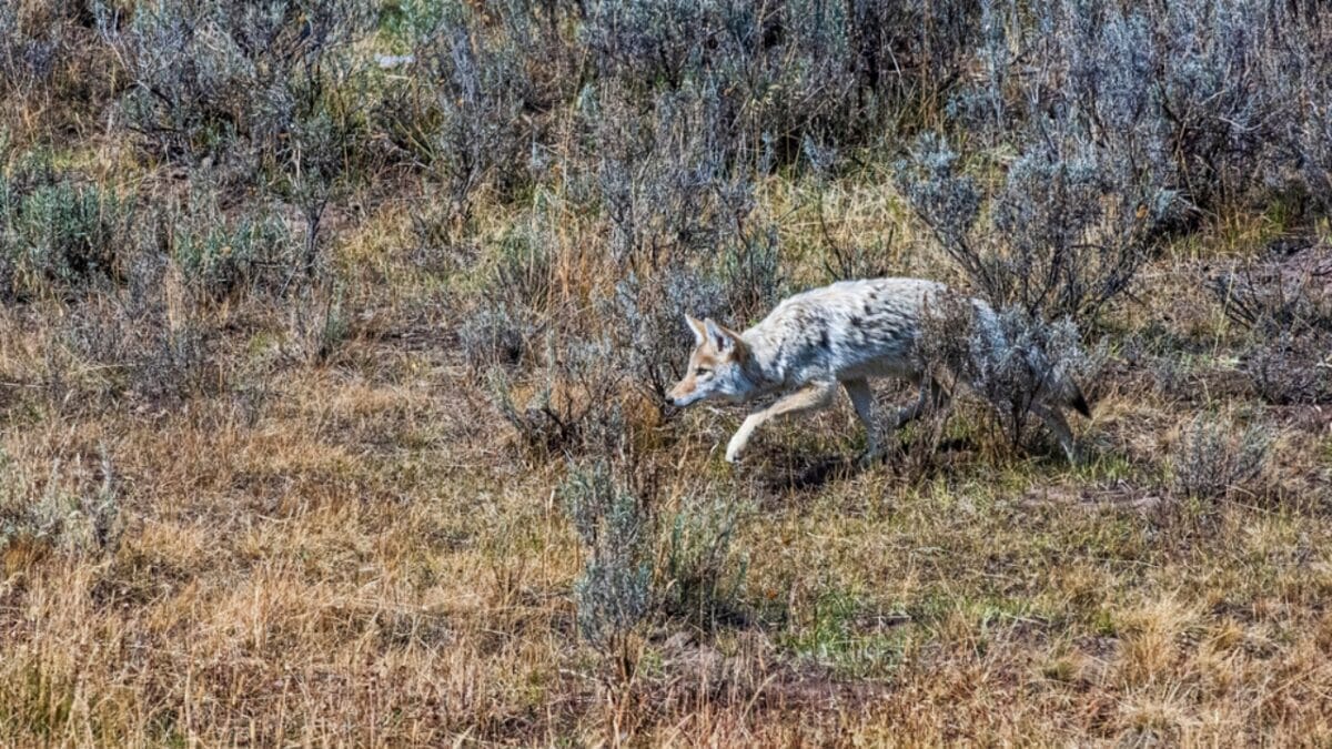 Explore the Pack: 19 Coyote Types to Know 10 Explore the Pack: 19 Coyote Types to Know - peninsula coyote dp672977212