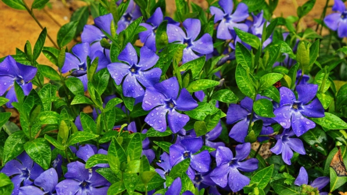 15 Evergreen Perennials for Constant Color & Natural Weed Control - periwinkle dp333156518