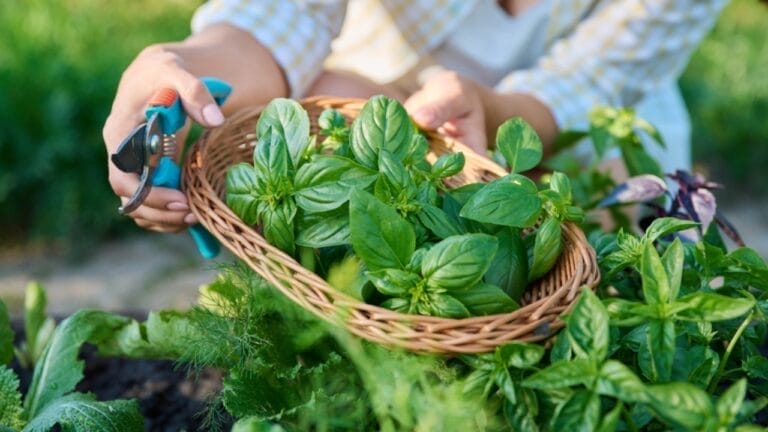 How to Cut Basil for an Abundant Harvest All Season Long 4 How to Cut Basil for an Abundant Harvest All Season Long - picking basil leaves ss2193679433