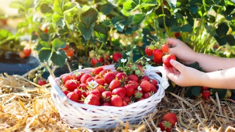 How to Harvest Fresh, Mouthwatering Strawberries in 10 Easy Steps - picking strawberry dp198632236