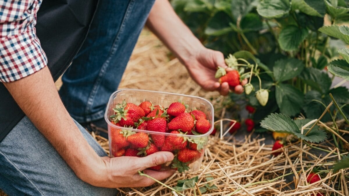 How to Harvest Fresh, Mouthwatering Strawberries in 10 Easy Steps - picking strawberry dp346311250