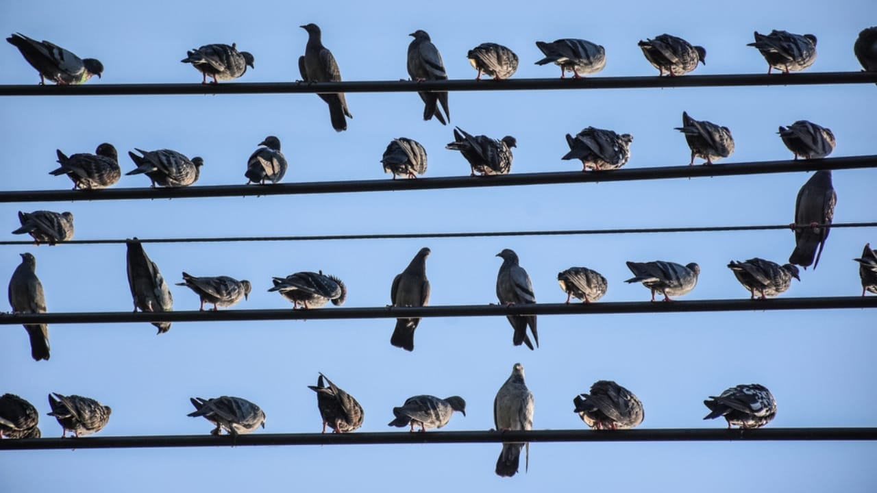 How Birds Can Perch on High-Voltage Lines without Getting Zapped 5 How Birds Can Perch on High-Voltage Lines without Getting Zapped - pigeon birds on electrical wires dp231289688