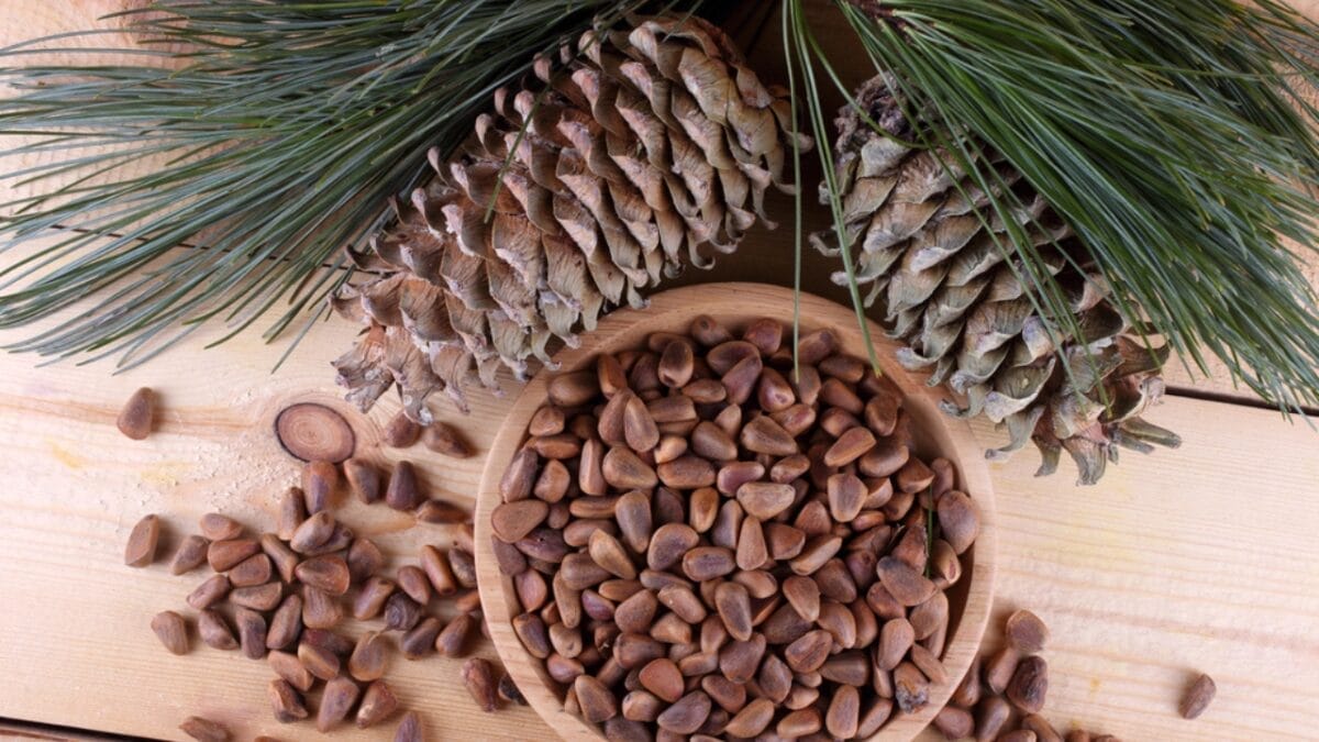 15 Plants Our Grandparents Ate to Survive the Great Depression - pine nuts dp388334134