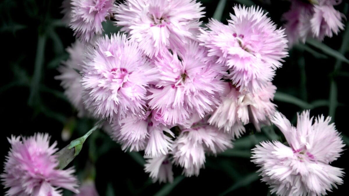 15 Best Filler Plants for a Fuller, Healthier Garden 16 15 Best Filler Plants for a Fuller, Healthier Garden - pink dianthus dp10721466