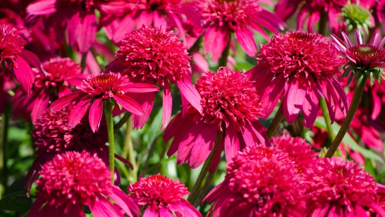 35 Stunning Coneflowers to Brighten Your Garden & How to Keep Them Thriving 6 35 Stunning Coneflowers to Brighten Your Garden & How to Keep Them Thriving - pink echinacea ss775353631