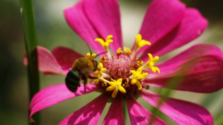 The Buzz is Fading: Plants & Pollinators Losing Their Natural Rhythm 9 The Buzz is Fading: Plants & Pollinators Losing Their Natural Rhythm - pink sunflower bee ss2367501707