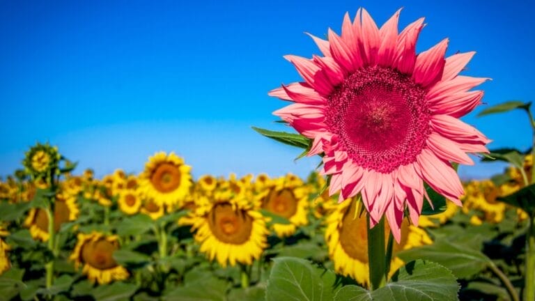 Pink Sunflowers are Blooming This Season: Meet the Stunning Midnight Oil Variety 7 Pink Sunflowers are Blooming This Season: Meet the Stunning Midnight Oil Variety - pink sunflower ss1853216578