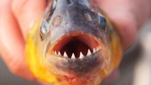 12 Myths & Facts About Piranha's 1 12 Myths & Facts About Piranha's - piranha ss126401075