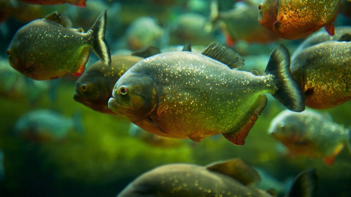 12 Myths & Facts About Piranha's 2 12 Myths & Facts About Piranha's - piranha2 dp56373281