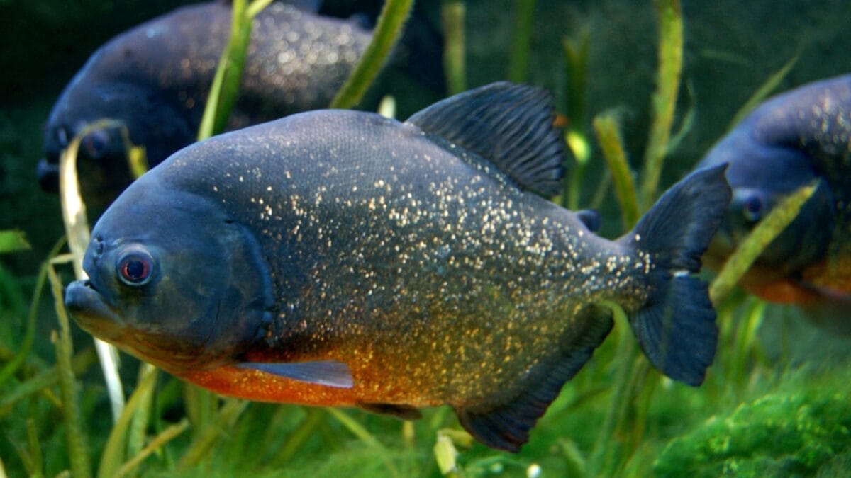 12 Myths & Facts About Piranha's 8 12 Myths & Facts About Piranha's - piranha amazon dp160106088 1