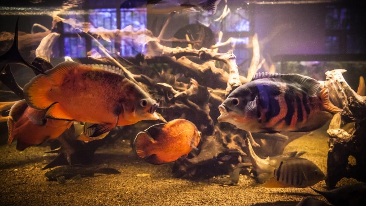 12 Myths & Facts About Piranha's 9 12 Myths & Facts About Piranha's - piranha as pets dp40601395