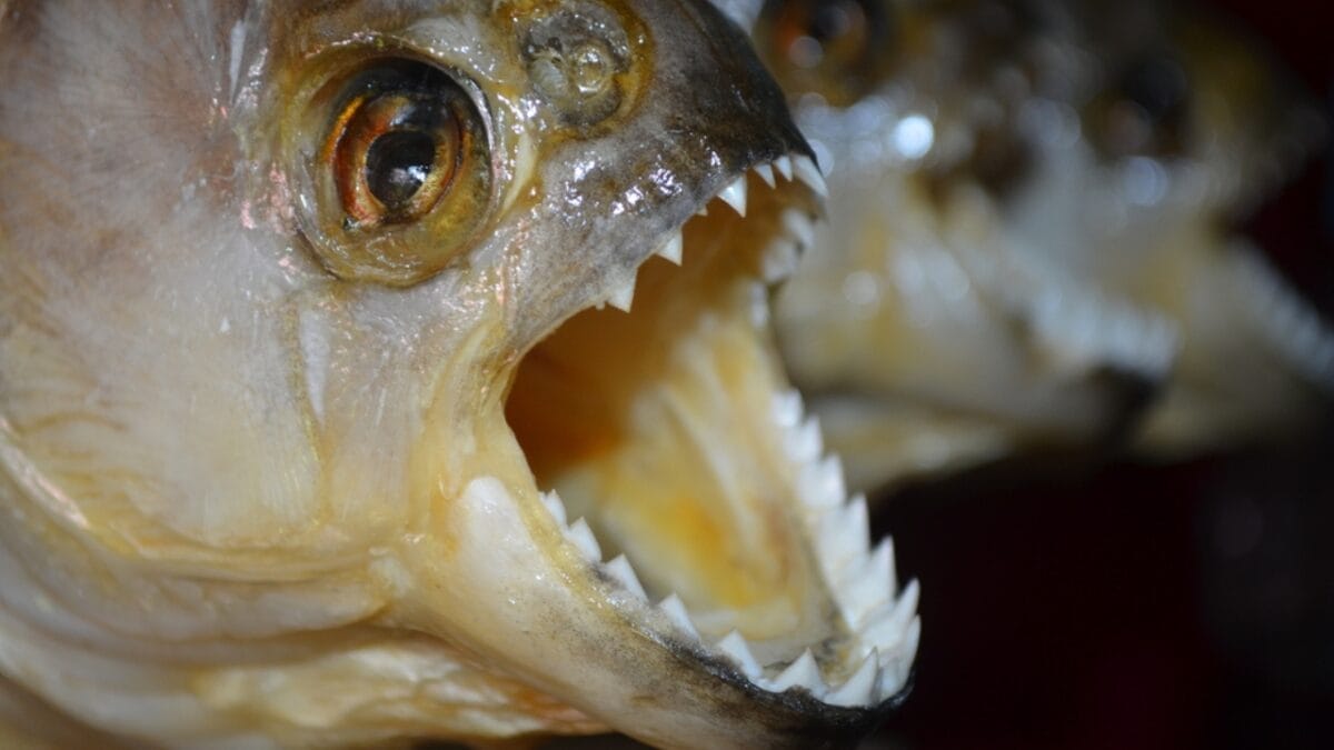 12 Myths & Facts About Piranha's 5 12 Myths & Facts About Piranha's - piranha bite ss544494058