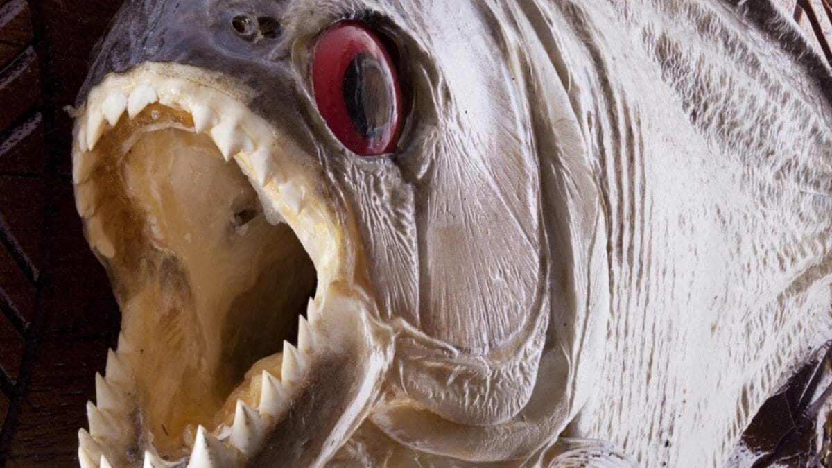 12 Myths & Facts About Piranha's 4 12 Myths & Facts About Piranha's - piranha close up dp9820063