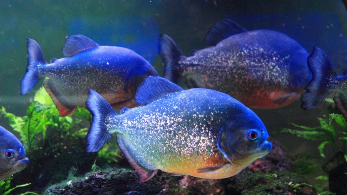 12 Myths & Facts About Piranha's 11 12 Myths & Facts About Piranha's - piranha history dp156487294