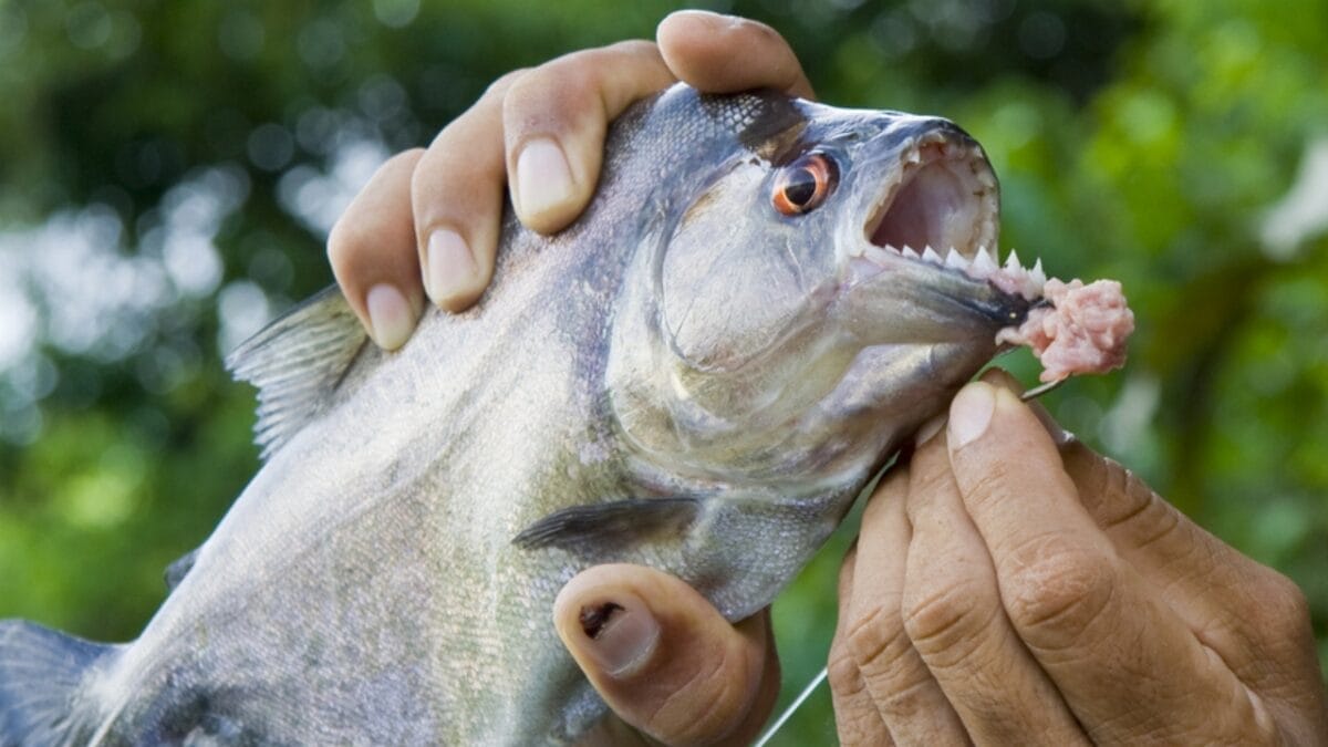 12 Myths & Facts About Piranha's 13 12 Myths & Facts About Piranha's - piranha medicine ss21901384