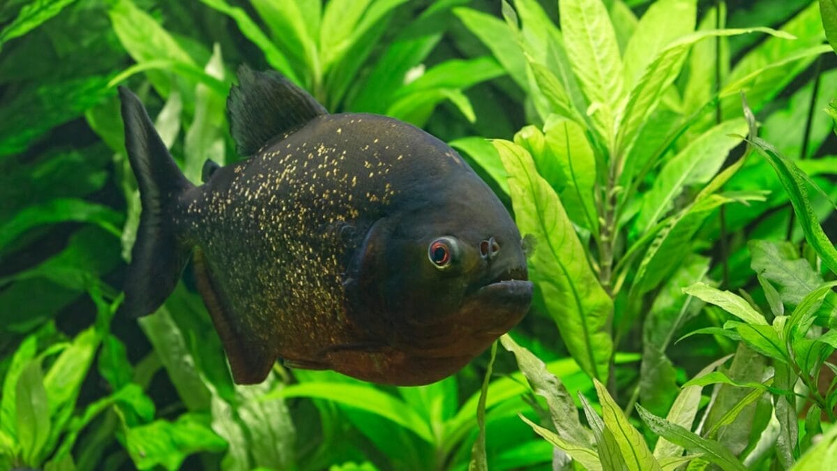 12 Myths & Facts About Piranha's 12 12 Myths & Facts About Piranha's - piranha not carnivorous dp97237694