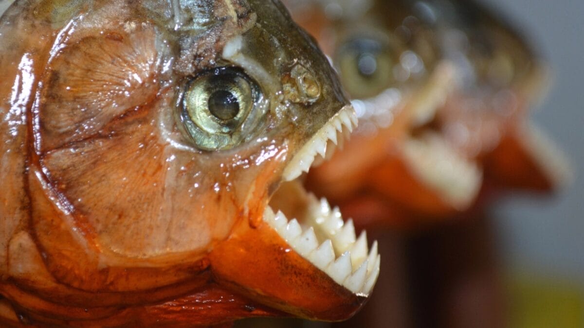 12 Myths & Facts About Piranha's 10 12 Myths & Facts About Piranha's - piranha teeth dp193963592
