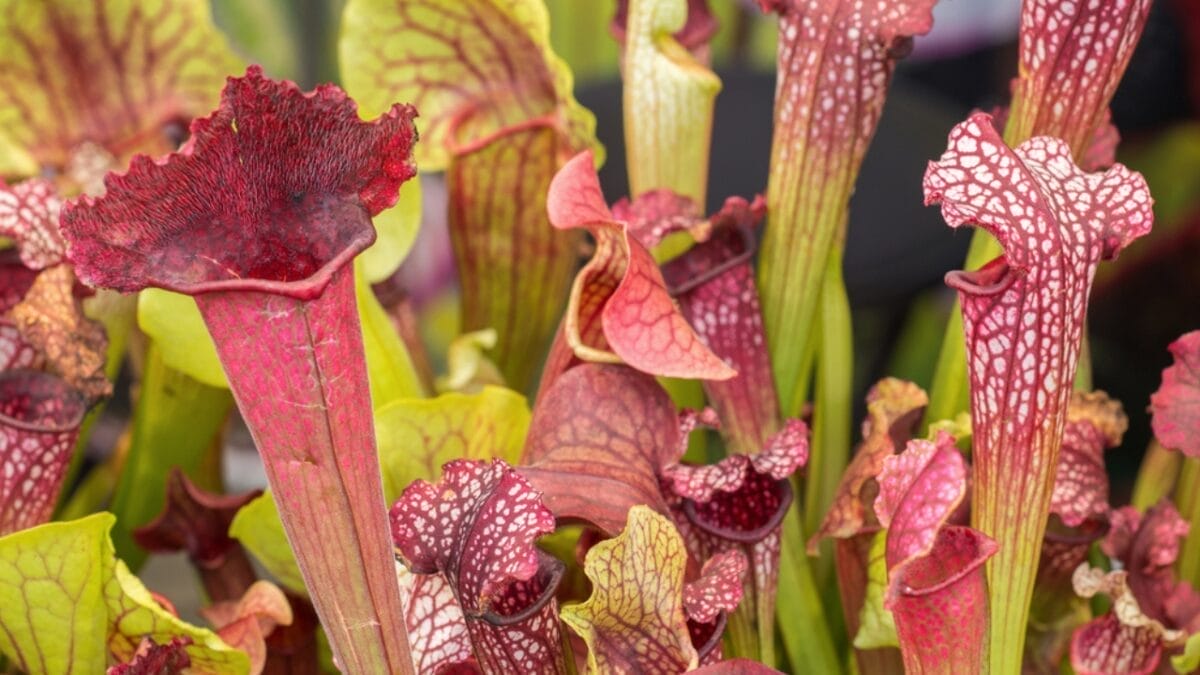 11 Unique Houseplants That are Surprisingly Beautiful 13 11 Unique Houseplants That are Surprisingly Beautiful - pitcher plant dp514779170