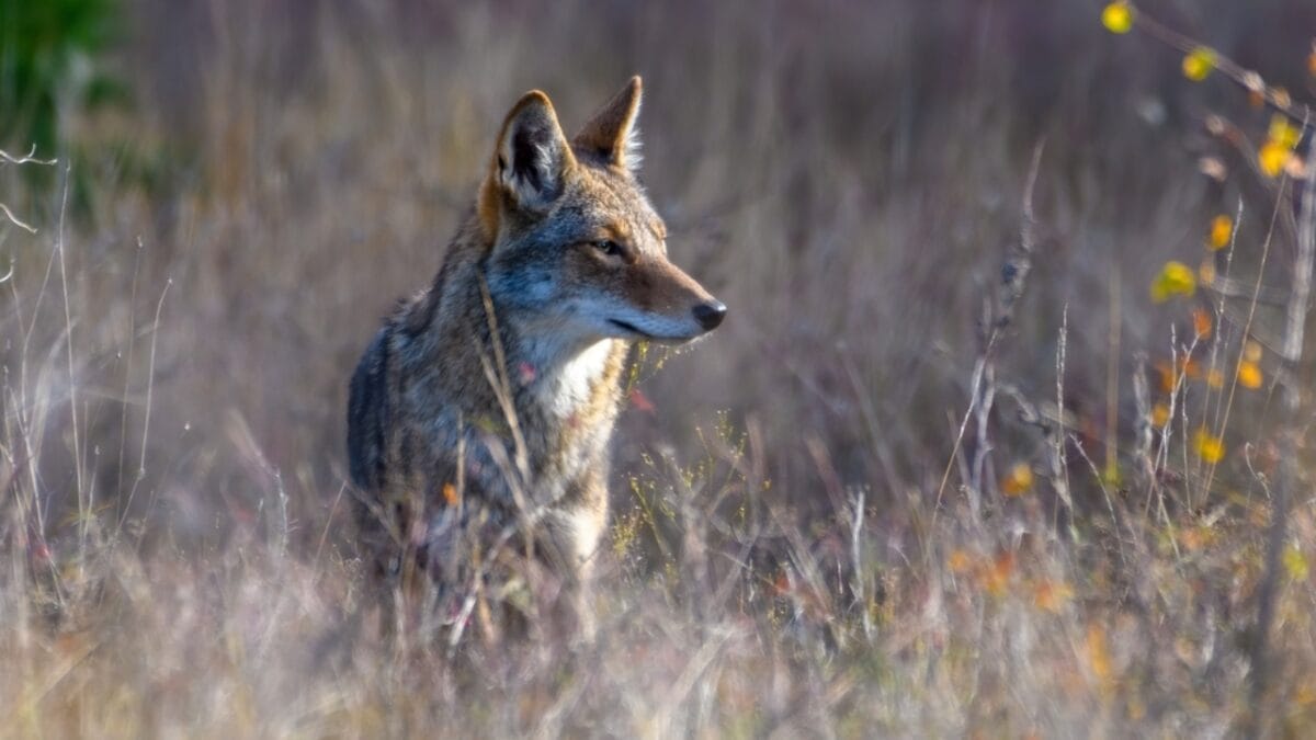 Hunting Coyotes Could Be Backfiring Across the U.S. - plains coyote ss2081664580