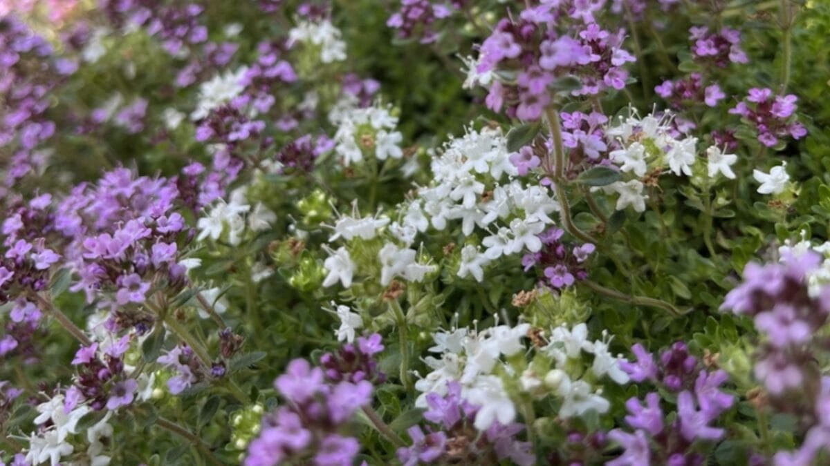 These 12 Ground Covers Combat Unwanted Weeds So You Don’t Have To 5 These 12 Ground Covers Combat Unwanted Weeds So You Don’t Have To - plant creeping thyme ss2480329779