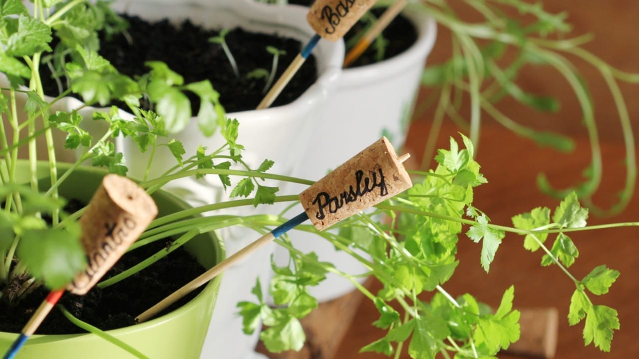 10 Creative Ways Gardeners Can Reuse Wine Corks - plant marker ss578460112