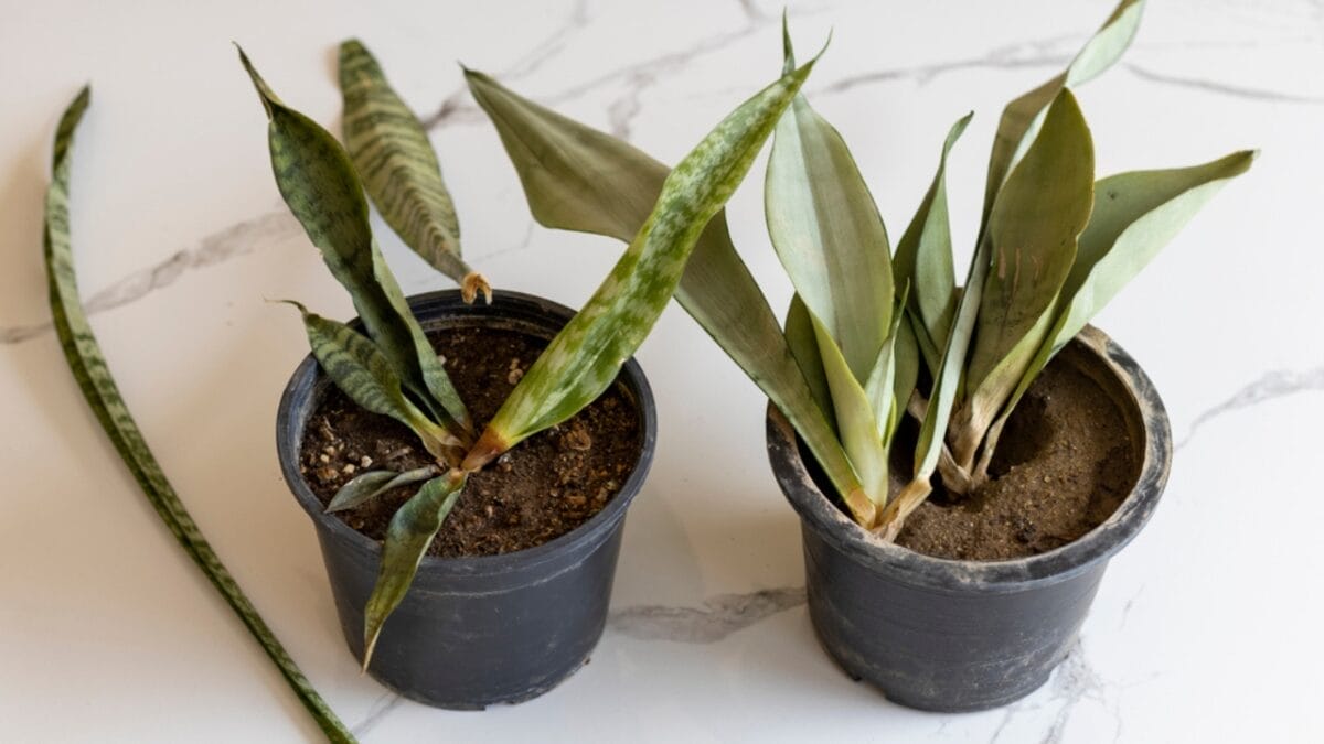 10 Savvy Ways to Grow Your Garden for Free 8 10 Savvy Ways to Grow Your Garden for Free - plant rescue dp552505136