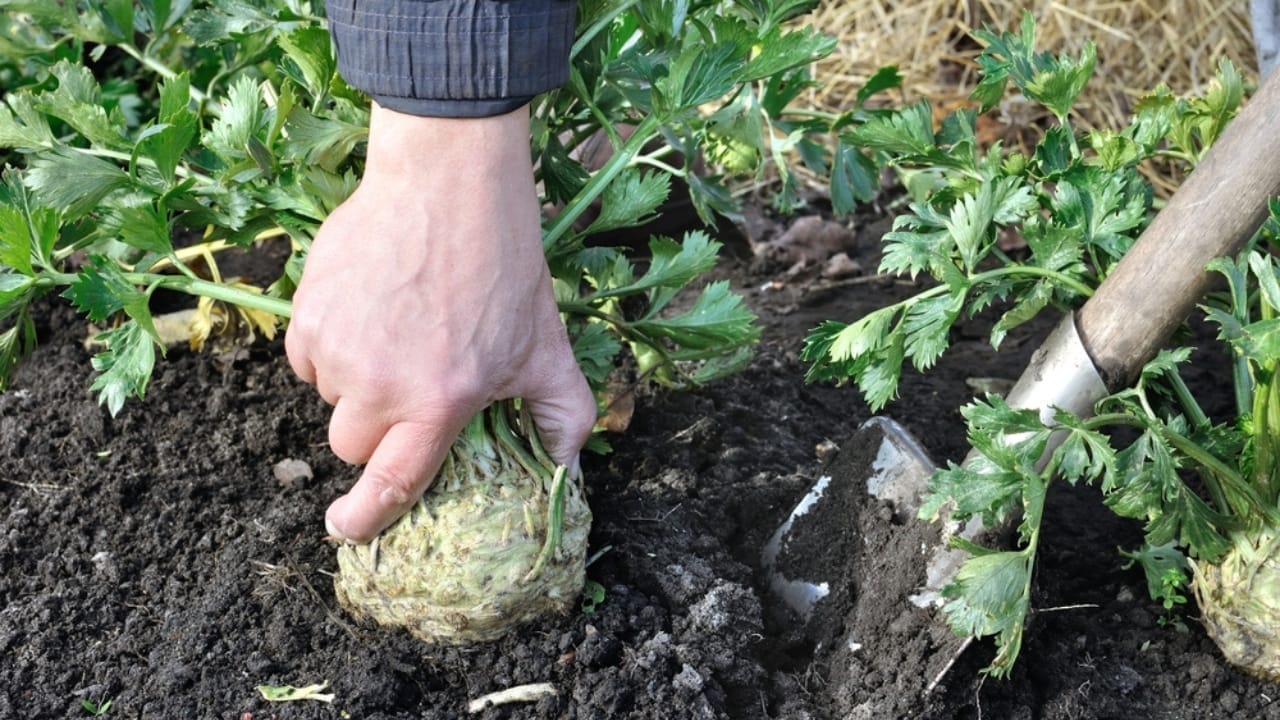 The Secret to Growing an Endless Supply of Fresh Celery on Your Windowsill From Store Bought Plant 3 The Secret to Growing an Endless Supply of Fresh Celery on Your Windowsill From Store Bought Plant - planting celery ss2078084632
