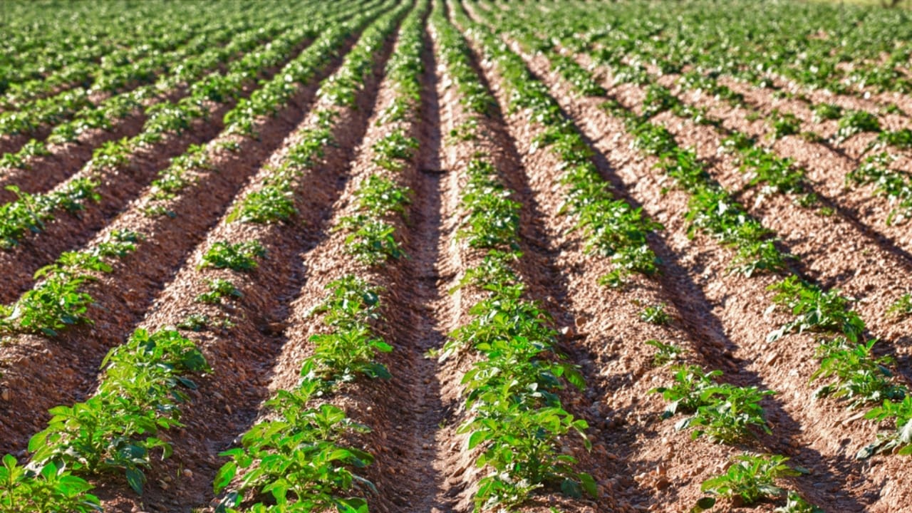 Why Garden Pros Prefer Planting Potatoes in the Fall 2 Why Garden Pros Prefer Planting Potatoes in the Fall - planting potatoes dp26341715