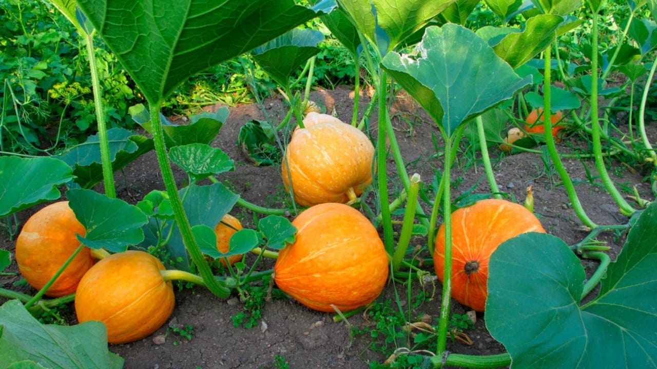 Last Call: Plant Your Pumpkins Now for Halloween 2 Last Call: Plant Your Pumpkins Now for Halloween - planting pumpkin ss589709018