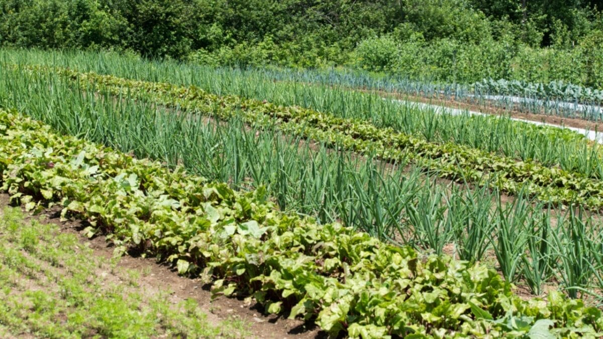 10 Things Expert Gardeners Do to Create a Lush Outdoor Container Garden 8 10 Things Expert Gardeners Do to Create a Lush Outdoor Container Garden - planting ss1401039812