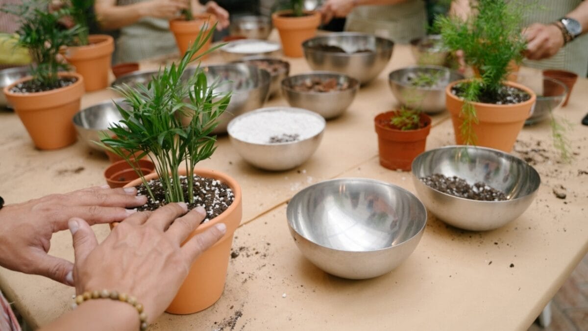 15 Ways to Save a Dying Plant & Bring It Back to Life 12 15 Ways to Save a Dying Plant & Bring It Back to Life - plants with bowl ss2481939637