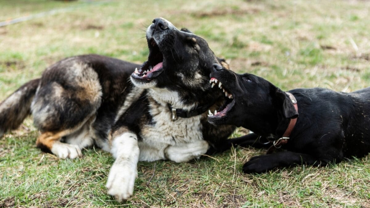 15 Common Reasons Dogs Bark & How to Address Each One 8 15 Common Reasons Dogs Bark & How to Address Each One - play barking ss1689367348