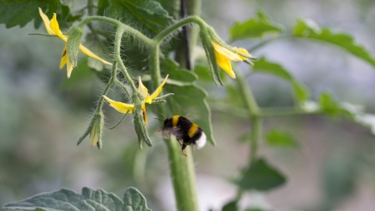 Here’s How to Space Your Tomatoes Right for Abundant Crops, According to Study 6 Here’s How to Space Your Tomatoes Right for Abundant Crops, According to Study - pollination and productivity ss2255011653