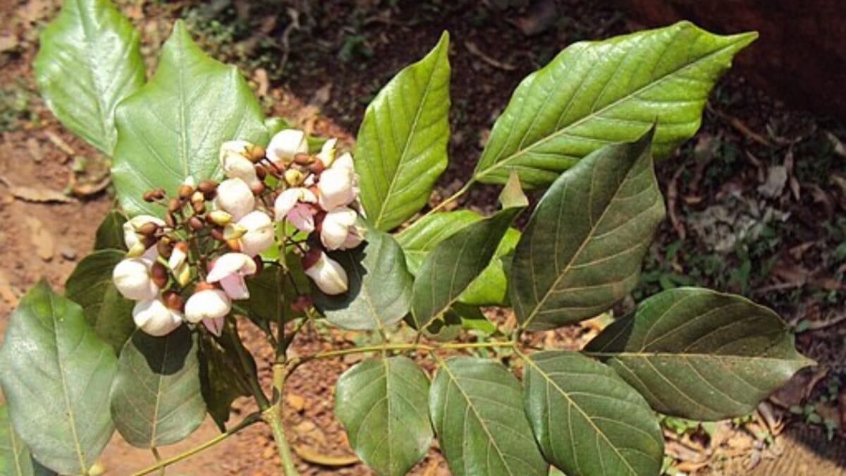 Florida's Shift from Citrus to Sustainable Indian Trees 3 Florida's Shift from Citrus to Sustainable Indian Trees - pongamia flower wc